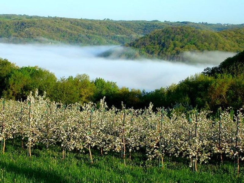 Sunrise Orchards Portfolio